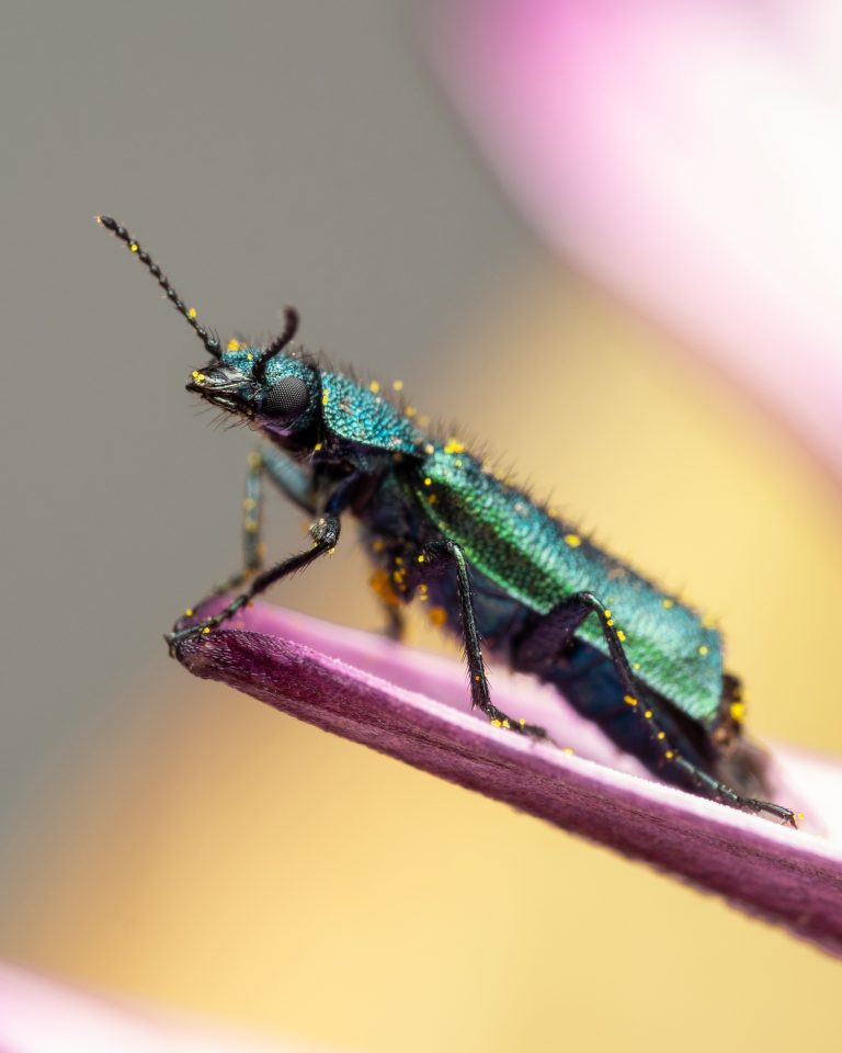macro