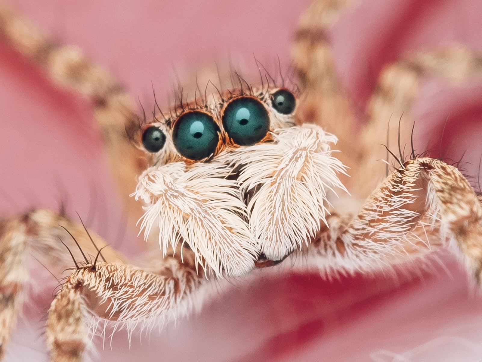 macrofotografia araña trayectoria